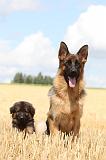 BERGER ALLEMAND 332